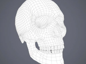 Medieval books and skull 3D Model