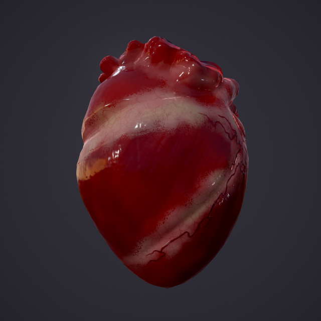 human heart Modelo 3D .c4d .max .obj .3ds .fbx .stl .blend 