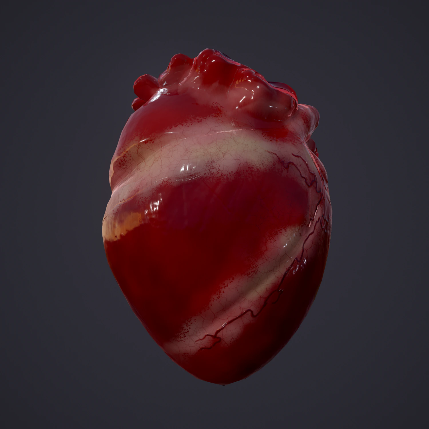 human heart 3D Model .c4d .max .obj .3ds .fbx .stl .blend