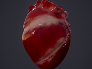 human heart 3Dモデル