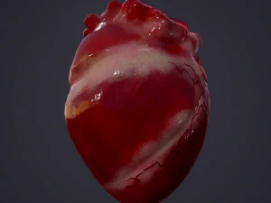 मानव हृद्य 3D मॉडल