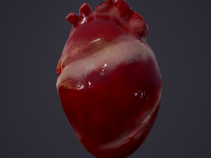 human heart Modelo 3D