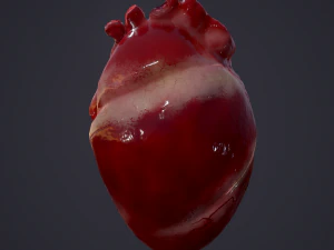 human heart 3D Model