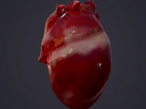 human heart 3D Model