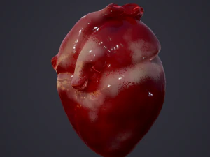 human heart 3D Model
