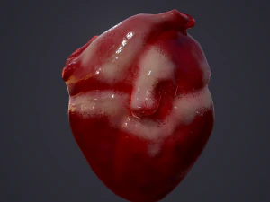 human heart 3D Model