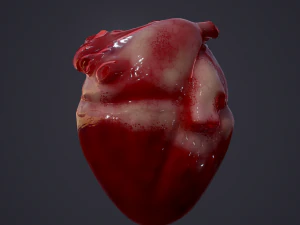 human heart 3D Model