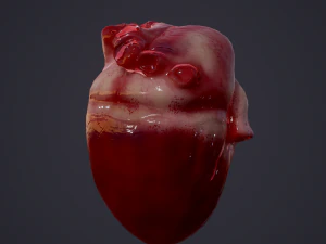 human heart 3D Model