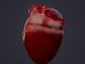 human heart Modelo 3D