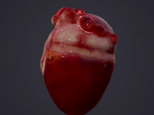human heart 3D Model