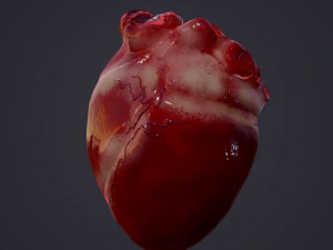 human heart 3D Model