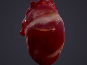human heart 3D Model