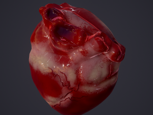 human heart Modelo 3D