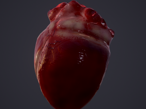 human heart Modelo 3D