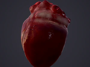 human heart 3D Model