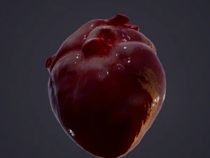 human heart 3D Model