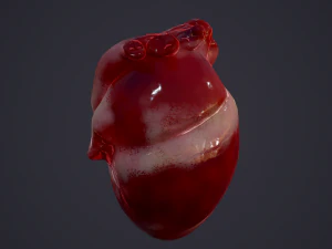 human heart 3D Model