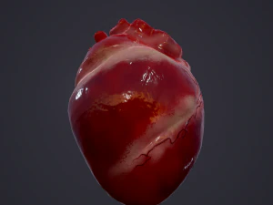 human heart 3D Model