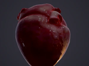 human heart 3D Model