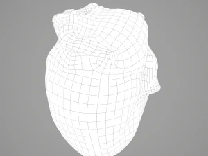 human heart 3D Model