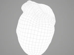 human heart 3D Model