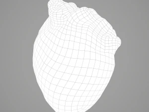 human heart 3D Model