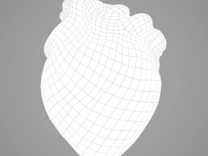human heart 3D Model