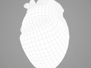 human heart 3D Model