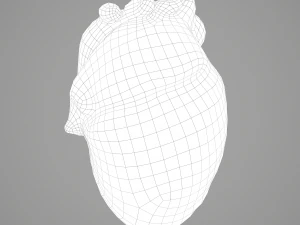 human heart 3D Model