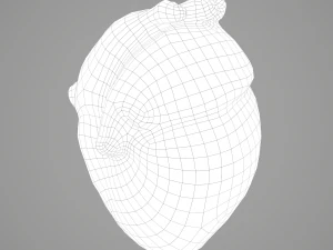 human heart 3D Model