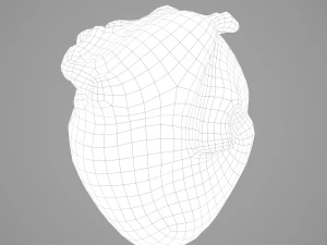 human heart 3D Model
