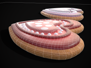 Heart within a Heart Cookie 3D Model