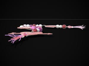 3D Valentines Bead Heart Charm model 3D Model