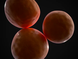 3D Navel Oranges 3D Model