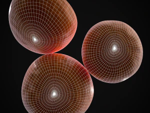 3D Navel Oranges 3D Model