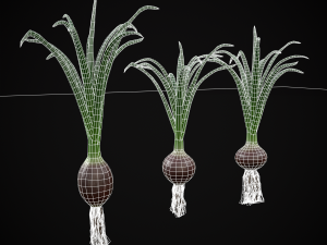 Red Onions 3D 모델