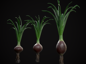 Red Onions 3D 모델