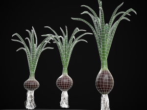 Red Onions 3D 모델