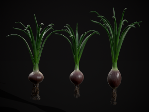 Red Onions 3D 모델