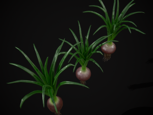 Red Onions 3D 모델