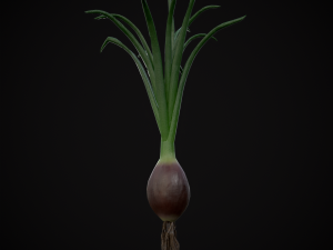 Red Onions 3D 모델