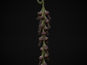Hanging Red Onions 3D-Modell