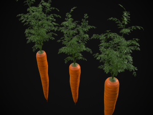 Carrots 3D Model