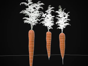 Carrots 3D Model
