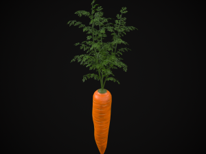Carrots 3D Модель