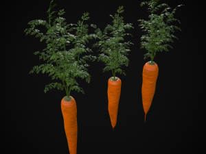 Carrots 3D Модель