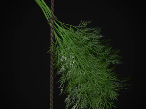 Hanging Dills 3D Model