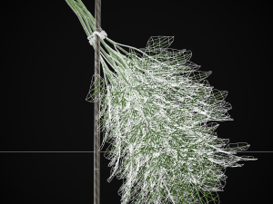 Hanging Dills Modèle 3D