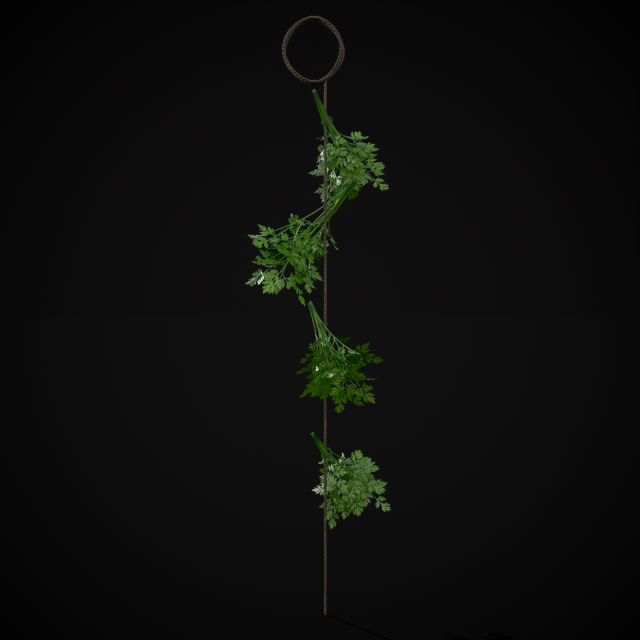 Hanging Parsley 3D Model .c4d .max .obj .3ds .fbx .stl .blend 