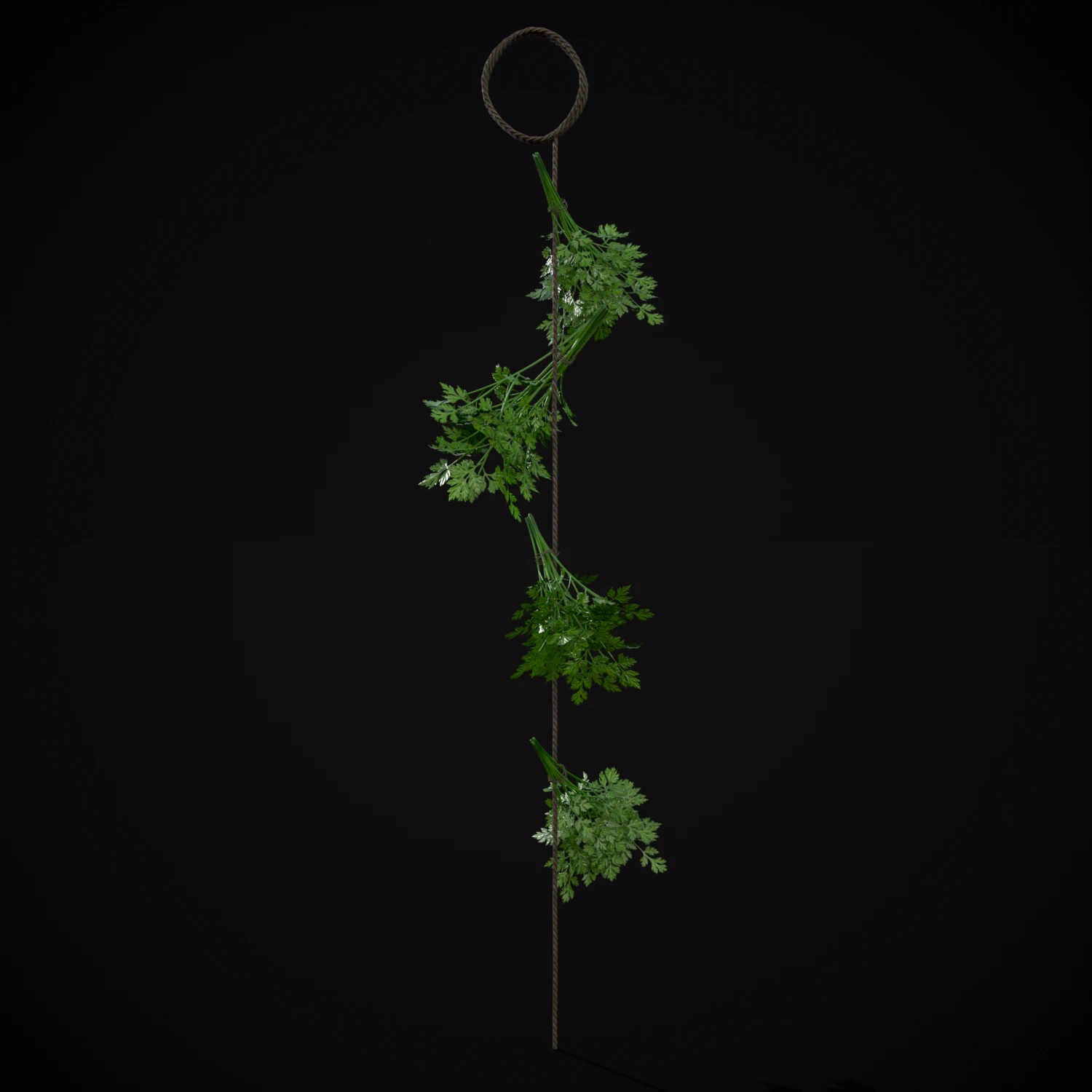 Hanging Parsley 3D Model .c4d .max .obj .3ds .fbx .stl .blend 